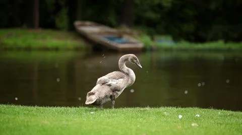Four swans Stock Footage 35342281