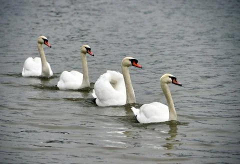 Four swans Stock Photos