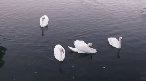 Four Swans &amp; Surroundings Stock Footage 42678862