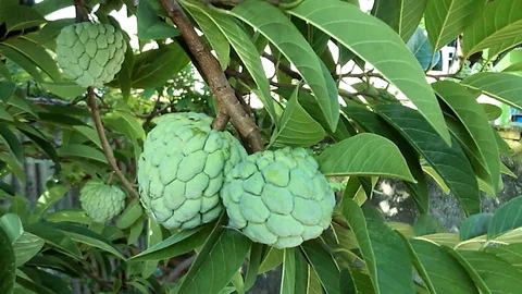 Four sweetsop or sugar apple, annona squamosa fruit on the tree Video stock 124119069