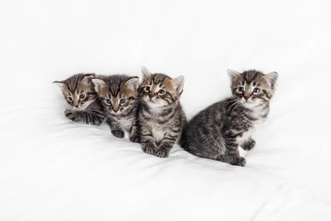 Four tabby kittens Stock Photos