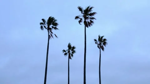 Four Tall Thin Palm Trees Agains Cloudy Sky Stock Footage 255115948