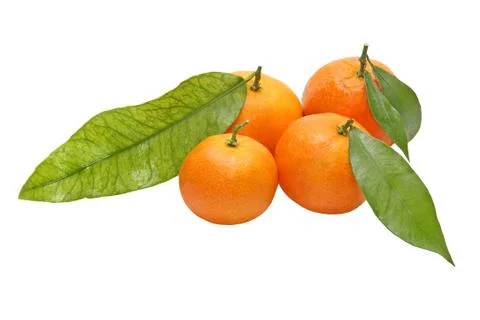 Four tangerines with green leafes.isolated. Stock Photos