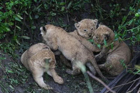 Four tiny newborn lion cubs, covered with dirt and hiding in a durty den Stock Photos
