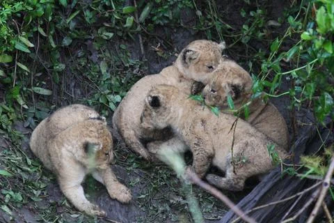 Four tiny newborn lion cubs, covered with dirt and hiding in a durty den Stock Photos