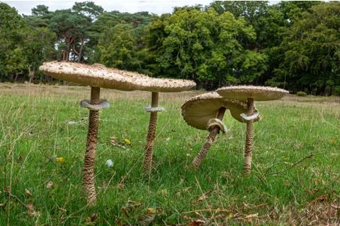 Four toad stools in a meadow Stock Photos