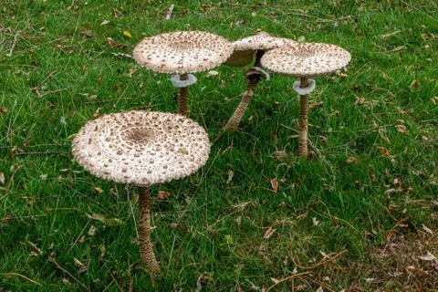 Four toadstools in a meadow viewed slightly from above Stock Photos