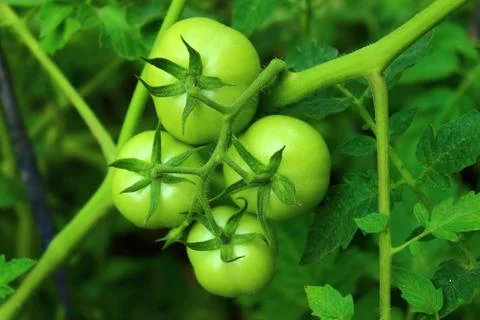 Four tomato Stock Photos