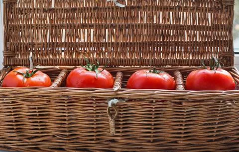 Four tomatoes with dew lying in wicker box Stock Photos