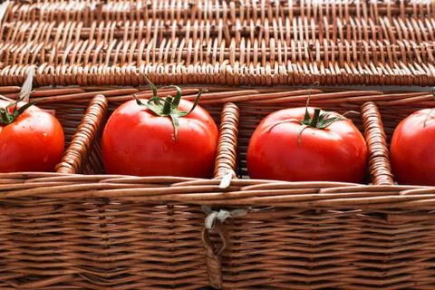 Four tomatoes with dew Stock Photos