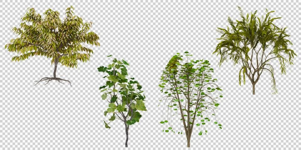Four Trees, 3D Render, Nature, Foliage, Green, Yellow, Spring, Summer Stock Photos
