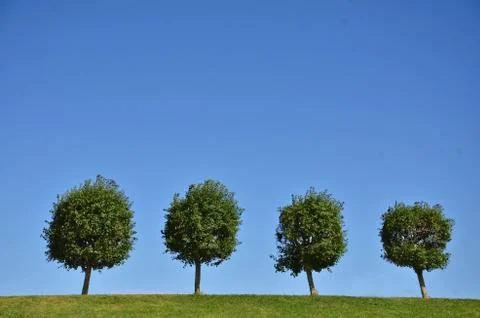 Four trees on the top of the hill Stock Photos