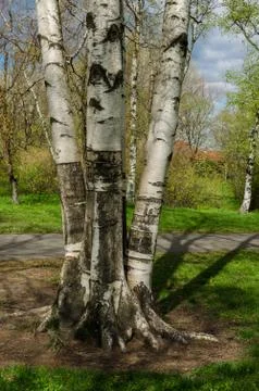 Four trunks of birch growing from the same root, April 2017, Kiev, Ukraine Stock Photos