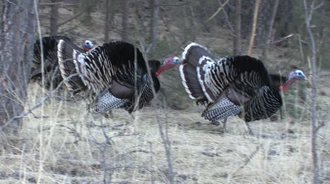 Four Turkey Gobblers Walking and Gobbling w Audio Stock Footage 49090855