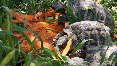 Four turtles in a garden Stock Footage 164294220