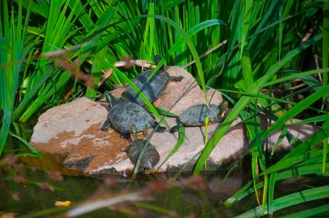 Four turtles having sun on the big stone Stock Photos