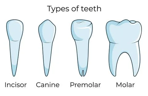 Four types of human teeth isolated on white background vector illustration Stock Illustration