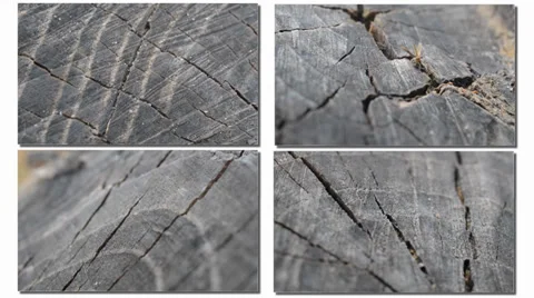 Four types of texture of tree Stock-Footage 36836897