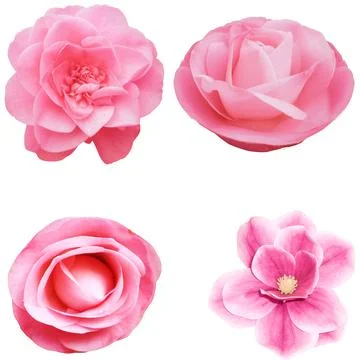 FOUR UNID DE FLORES ROSAS AISLADAS SOBRE FONDO BLANCO Stock Photos
