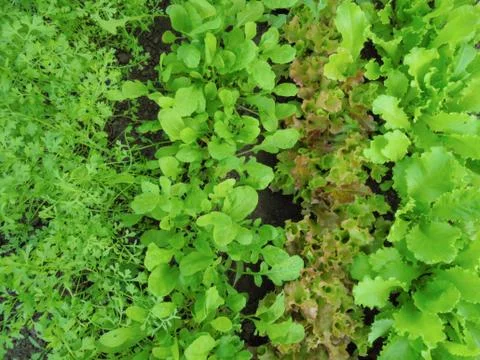 Four varieties of young green and red lettuce growing in the ground Stock Photos