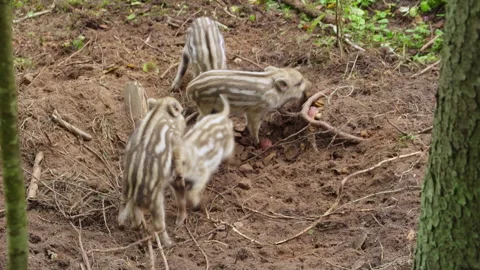 Four very small wild boar piglets are eating, fighting and playing. Stock Footage 218202582
