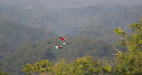 Four vibrant Scarlet Macaws flying in Tambopata National Reserve. Slow Stock Footage 178931301