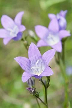 Four violet flowers Stock Photos