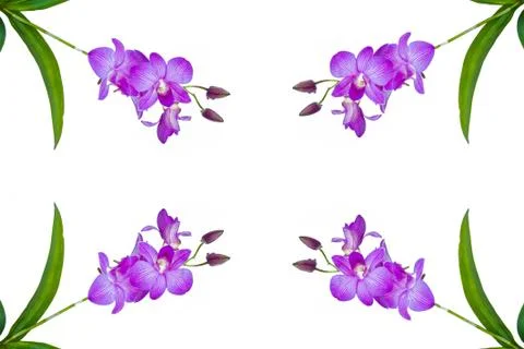 Four violet orchid. Stock Photos