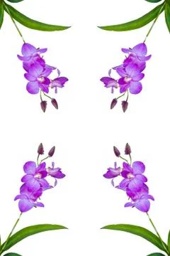 Four violet orchid. Stock Photos
