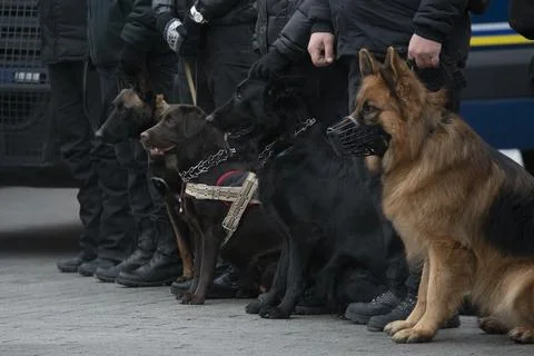 Four War Dogs Photos