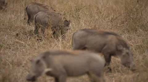 Four Warthogs standing and eating grass Stock Footage 54679026