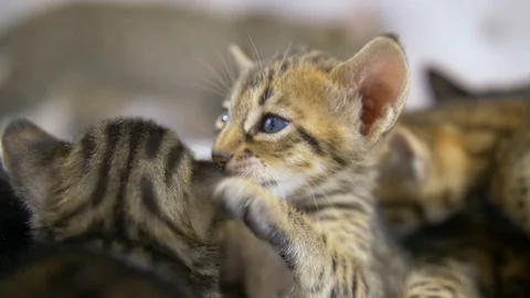 Four week old Savannah kitten chews another kittens ear, closeup , slow motion Stock Footage 101359479
