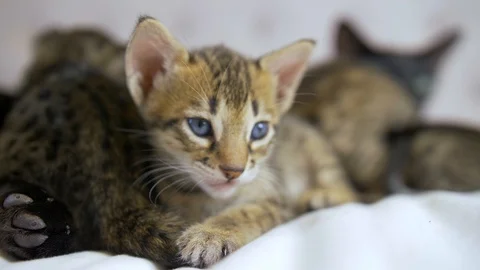 Four week old Savannah kitten stares at camera, closeup, slow motion Stock Footage 101359482