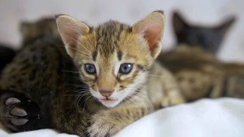 Four week old Savannah kitten falls asleep, closeup, slow motion Stock Footage 101359490