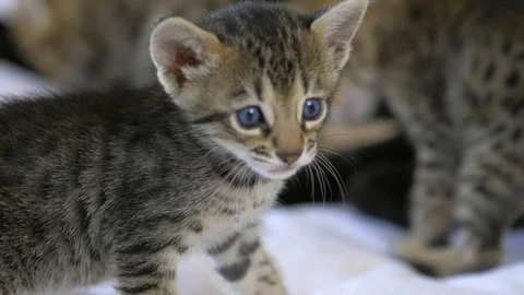 Four week old Savannah kitten stares slow motion, closeup, slow motion Stock Footage 101359507