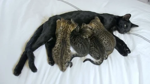 Four week old Savannah kittens nurse with black mother, wide, slow motion Stock Footage 101359328