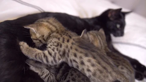 Four week old Savannah kittens nurse with black mother, medium, slow motion Stock Footage 101359520