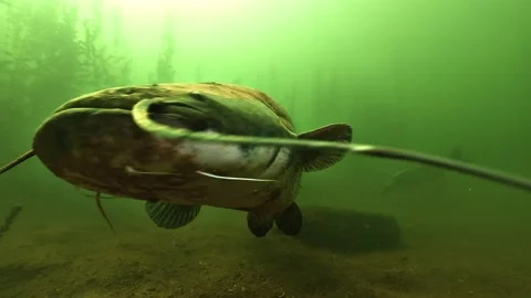 Four wels catfish surround a zander underwater, catfish dominating the pikeperch Stock Footage 346559820