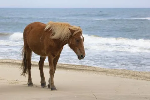 Four - Wheel Beach in Coralla, Outer Banks, North Carolina, USA Stock Photos