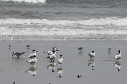 Four - Wheel Beach in Coralla, Outer Banks, North Carolina, USA Stock Photos
