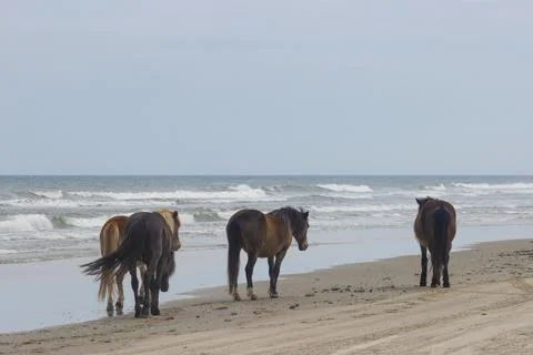 Four - Wheel Beach in Coralla, Outer Banks, North Carolina, USA Stock Photos