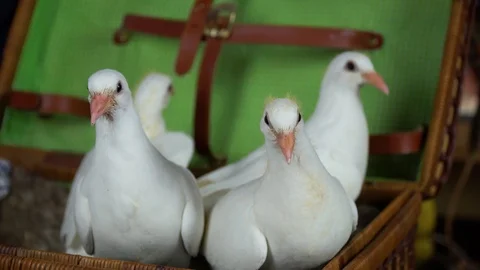 Four white doves in a basket Video stock 105119856