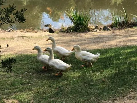 Four white ducks Foto stock