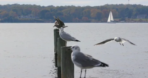 Four White Seagulls Perched Atop Wooden Post In Line Over Water Vídeo Stock 119002145
