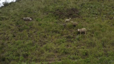 Four white sheeps shaved at an ugly way standing on a hillside Stock Footage 142755311