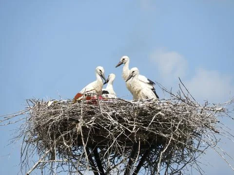 Four white storks perched in a large nest Stock Photos