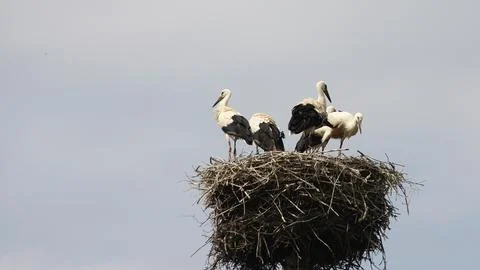 Four white storks perched in a large nest Stock Photos