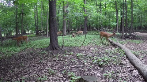 FOUR WHITE TAIL BUCKS PASS BY 库存影片 48872440