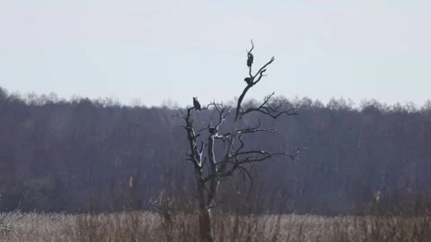 Four white-tailed eagles are resting on an old tree, 4K slomo Stock Footage 172428882