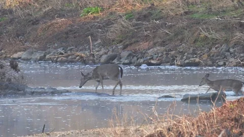 Four Whitetail Deer Make Their Way Across Stream Video stock 265484412